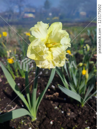 Large large yellow narcissus flower on green stem with green leaves growing in black ground on sunny spring day. Cultivated varietal flower daffodil. Blooming flower, petals and stamens. Plants nature 123175002