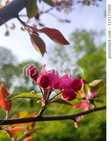Red pink petals of cherry blossom tree. Cherry flower petals with leaves on tree branch on sunny spring day. Blossoming fruit tree. Beautiful blooming flowers of blossoming tree. Spring. Red pink petals of cherry blossom tree. Cherry flower petals with leaves on tree branch on sunny spring day. Blossoming fruit tree. Beautiful blooming flowers of blossoming tree. Spring. 123175009