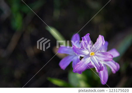 Beautiful pink purple Chionodoxa flower close-up. Primrose. Early flowers of primroses Chionodoxa. Petals and stamens of blooming flowers on a blurred green background Beautiful pink purple Chionodoxa flower close-up. Primrose. Early flowers of primroses Chionodoxa. Petals and stamens of blooming flowers on a blurred green background 123175020