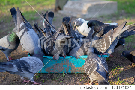 Bird feeding. Flock of pigeons eating food from bowl on sunny morning. Many pigeon birds pecking food from plate. bodies, wings, feathers, tails of many pigeon birds. Breeding birds pigeons. feathered 123175024