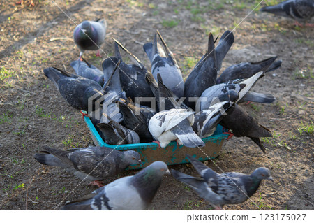 Bird feeding. Flock of pigeons eating food from bowl on sunny morning. Many pigeon birds pecking food from plate. bodies, wings, feathers, tails of many pigeon birds. Breeding birds pigeons. feathered Bird feeding. Flock of pigeons eating food from bowl on sunny morning. Many pigeon birds pecking food from plate. bodies, wings, feathers, tails of many pigeon birds. Breeding birds pigeons. feathered 123175027