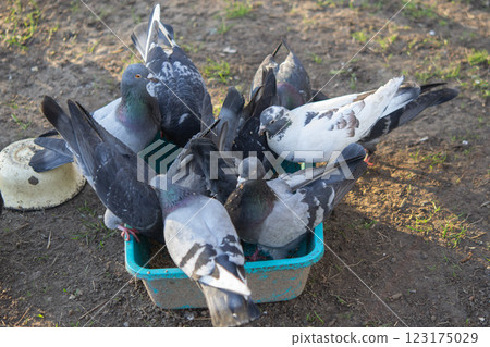 Bird feeding. Flock of pigeons eating food from bowl on sunny morning. Many pigeon birds pecking food from plate. bodies, wings, feathers, tails of many pigeon birds. Breeding birds pigeons. feathered Bird feeding. Flock of pigeons eating food from bowl on sunny morning. Many pigeon birds pecking food from plate. bodies, wings, feathers, tails of many pigeon birds. Breeding birds pigeons. feathered 123175029