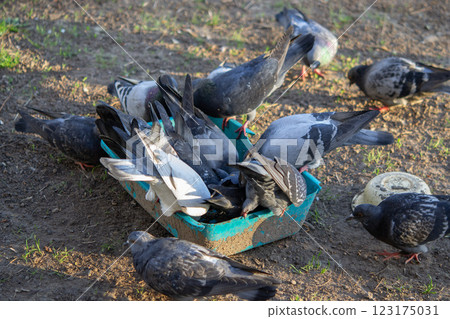 Bird feeding. Flock of pigeons eating food from bowl on sunny morning. Many pigeon birds pecking food from plate. bodies, wings, feathers, tails of many pigeon birds. Breeding birds pigeons. feathered Bird feeding. Flock of pigeons eating food from bowl on sunny morning. Many pigeon birds pecking food from plate. bodies, wings, feathers, tails of many pigeon birds. Breeding birds pigeons. feathered 123175031