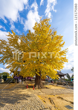 [不. 5 Fudasho] 地藏寺 Tarachine Daiginko [四國 88 個地方] 123175060