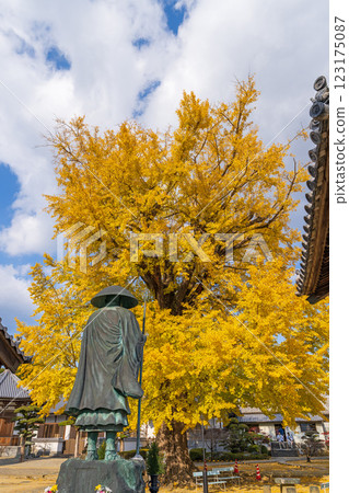 [Temple No. 5] Jizo-ji Temple: Statue of Shugyo Daishi and the Tarachine Ginkgo Tree [Shikoku 88 Temples] 123175087