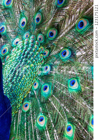 beautiful peacock in peacock feathers 123175121