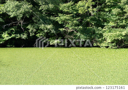 長滿雜草的池塘 長滿雜草的池塘 123175161