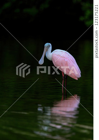 Roseate spoonbill in the lake Roseate spoonbill in the lake 123175221