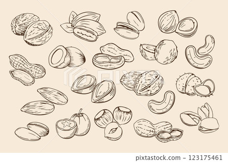 Hand drawn nuts. Set of different nuts. Pistachio, cashew, coconut, hazelnut and macadamia. Illustration in sketch retro style 123175461