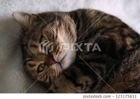 British tabby cat stretches beautifully in her sleep 123175631