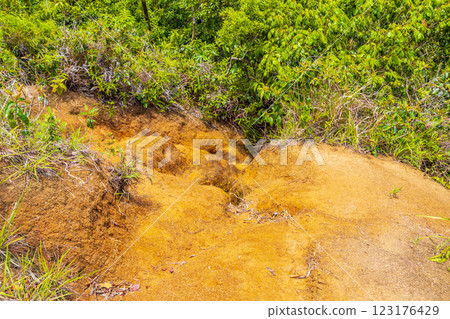 Hiking trail in natural tropical jungle forest Ilha Grande Brazil. 123176429