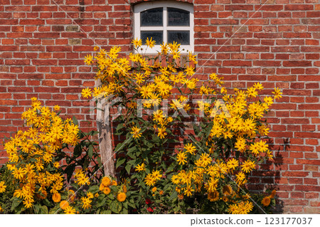 the german krummhoern at the north sea 123177037