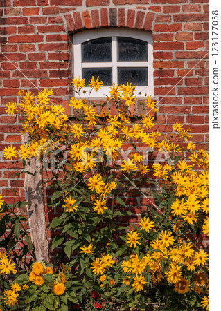 the german krummhoern at the north sea the german krummhoern at the north sea 123177038