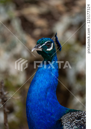 closeup photo of a peacock with beautiful blue clolors 123177324