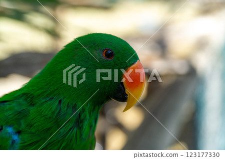 Noble parrot close-up. Green bird. Amazon. Macro. Green background Noble parrot close-up. Green bird. Amazon. Macro. Green background 123177330