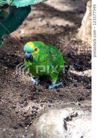 Close up of the yellow-headed-amazon parrot  123177349