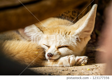 cute fennec desert fox sleeping peacefully. close up photo cute fennec desert fox sleeping peacefully. close up photo 123177356