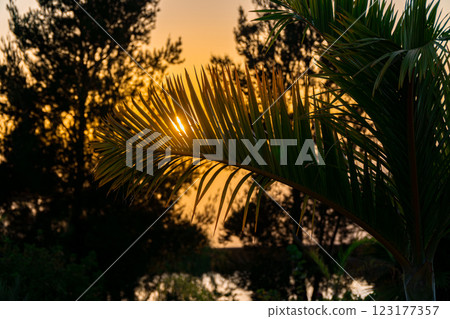 Sunset in a tropical paradise with palm trees and ocean 123177357