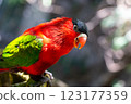 Purple-bellied Lory with Vibrant Red and Green colors looking happy. closeup photo 123177359