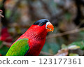 Purple-bellied Lory with Vibrant Red and Green colors eating some grapes 123177361
