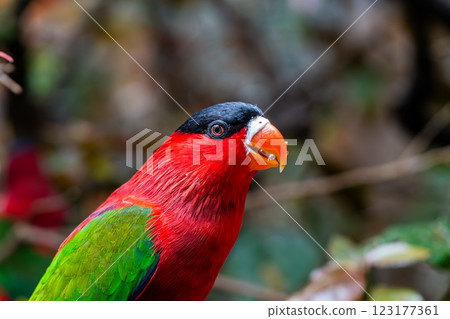 Purple-bellied Lory with Vibrant Red and Green colors eating some grapes Purple-bellied Lory with Vibrant Red and Green colors eating some grapes 123177361
