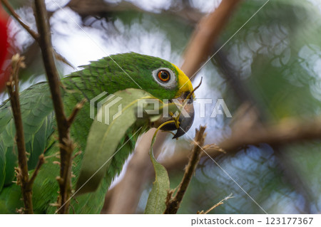 Close up of the yellow-headed-amazon parrot with a stick in its beak 123177367