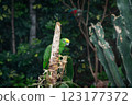 Close up of the yellow-headed-amazon parrot  123177372