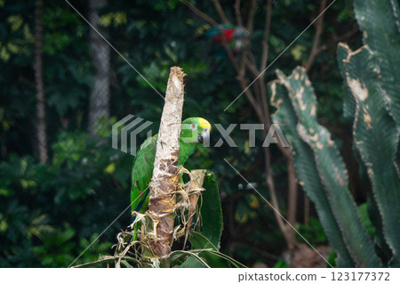 Close up of the yellow-headed-amazon parrot Close up of the yellow-headed-amazon parrot 123177372