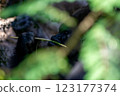 Gorilla hiding behind trees and eating on a stick 123177374