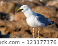 Seagull eating a colorful fish. Close up photo  123177376