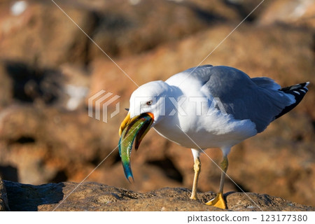 Seagull eating a colorful fish. Close up photo Seagull eating a colorful fish. Close up photo 123177380