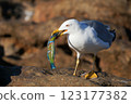 Seagull eating a colorful fish. Close up photo  123177382