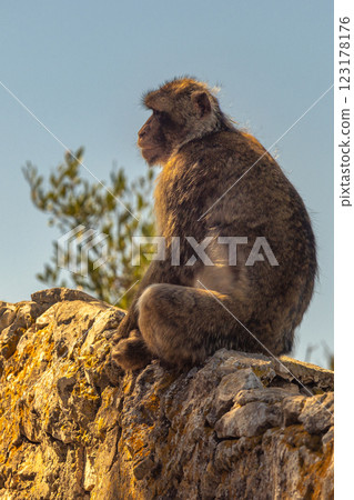 Monkey on Gibraltar, British Overseas Territory and city on the Iberian Peninsula. Barbary macaque perched on a rock, gazing into the distance. A serene moment in nature. 123178176
