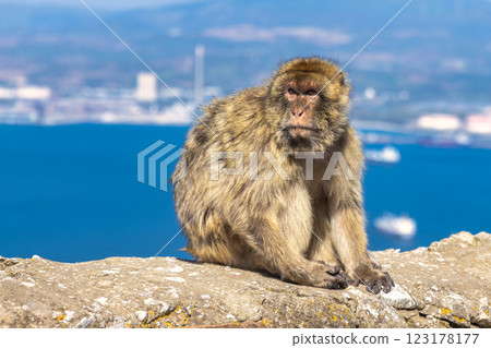 Monkey on Gibraltar, British Overseas Territory and city on the Iberian Peninsula. Barbary macaque perched on a rock overlooking a vast ocean and distant city. Monkey on Gibraltar, British Overseas Territory and city on the Iberian Peninsula. Barbary macaque perched on a rock overlooking a vast ocean and distant city. 123178177