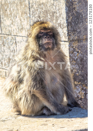 Monkey on Gibraltar, British Overseas Territory and city on the Iberian Peninsula. Barbary macaque sitting near a stone wall, basking in the sunlight. Monkey on Gibraltar, British Overseas Territory and city on the Iberian Peninsula. Barbary macaque sitting near a stone wall, basking in the sunlight. 123178180