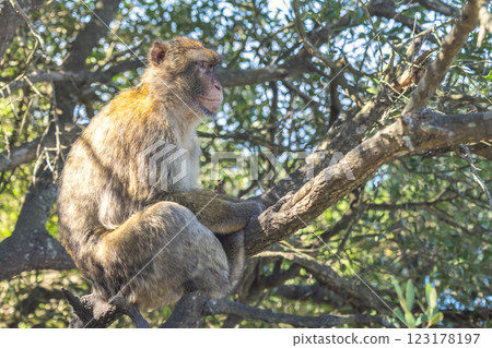 Monkey on Gibraltar, British Overseas Territory and city on the Iberian Peninsula. Barbary macaque sitting on a tree branch, enjoying the sun. Monkey on Gibraltar, British Overseas Territory and city on the Iberian Peninsula. Barbary macaque sitting on a tree branch, enjoying the sun. 123178197