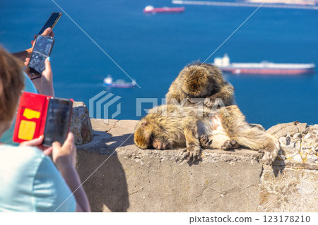 Monkeys on Gibraltar, British Overseas Territory and city on the Iberian Peninsula. Two Barbary macaques grooming near ocean, tourists taking photos with phones. Monkeys on Gibraltar, British Overseas Territory and city on the Iberian Peninsula. Two Barbary macaques grooming near ocean, tourists taking photos with phones. 123178210