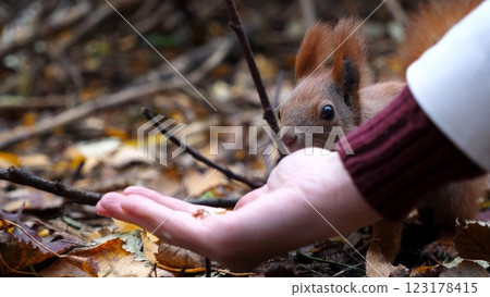 Wild fluffy squirrel taking nuts from female arm and gnawing it outdoor. Cute rodent eating food from hand of young girl at forest. Woman feeding hungry small sciurus to walnuts at autumn park Wild fluffy squirrel taking nuts from female arm and gnawing it outdoor. Cute rodent eating food from hand of young girl at forest. Woman feeding hungry small sciurus to walnuts at autumn park 123178415
