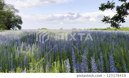 View to beautiful plantation of blooming purple flowers. Beautiful colorful floral background. Calm nature scene at summer day. Concept of tranquility and relax. Close up Slow mo 123178419