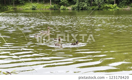 Mallard with ducklings floating in the lake at summer day. Mother duck with brood swimming at pond. Birds family in the nature habitat. Concept of animal wildlife. Close up Slow mo 123178420