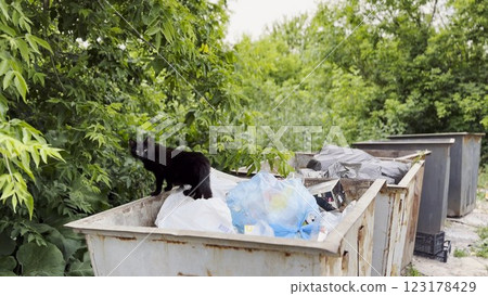 Black homeless cat standing in a dumpster at countryside. Stray kitten looking into camera from trash bin. Problem of protecting animals concept. Close up 123178429