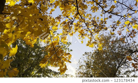 Golden maple leaves on tree branches gently swaying in the wind with sunlight at background. Lush autumn yellow foliage swinging on the breeze at forest. Beautiful colorful fall season. Close up Golden maple leaves on tree branches gently swaying in the wind with sunlight at background. Lush autumn yellow foliage swinging on the breeze at forest. Beautiful colorful fall season. Close up 123178434