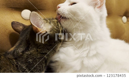 Beautiful domestic cats licking each other with tongues at home. Cute kittens taking care of fur each other at home. Family couple feline resting together. Concept of adorable animals. Close up 123178435