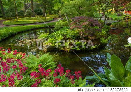 Beauty of nAture in Japanese garden in the Hague (primrose flowers) 123178801
