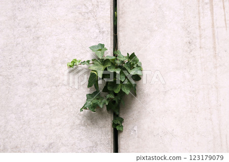 Close up of Ivy growing in a concrete slab - copy space 123179079