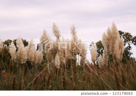 Close-up of reeds in autumn Donaupark, Vienna, Austria - selective focus Close-up of reeds in autumn Donaupark, Vienna, Austria - selective focus 123179083