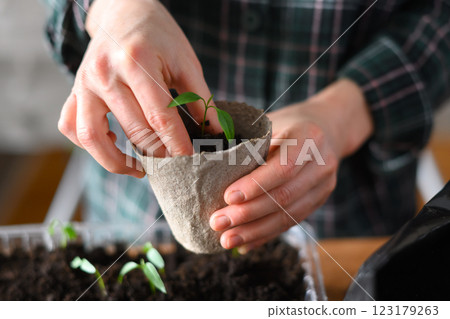 Farmer transplants tomato and pepper seedlings into peat cups Farmer transplants tomato and pepper seedlings into peat cups 123179263