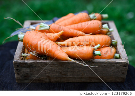 Freshly picked carrots with greens placed in a rustic wooden box Freshly picked carrots with greens placed in a rustic wooden box 123179266