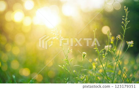 閃閃發光的野花 123179351