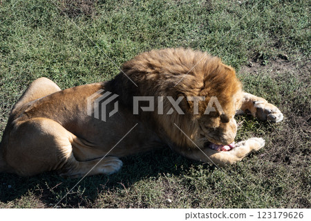 Lion Grassland Africa Wildlife - A male lion lying in a grassy field in Africa. 123179626